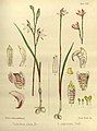 Caladenia alata volume 3 pt. 2 plate 125 left in: Joseph Dalton Hooker Flora Antarctica - vol. 3 pt. 2 (Orchidaceae) (1860)