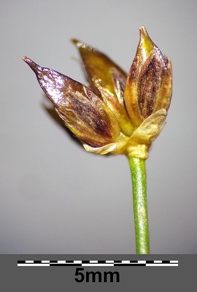 File:Juncus articulatus sl10.jpg