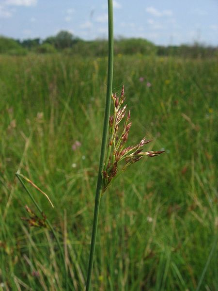 File:Juncus inflexus.jpeg