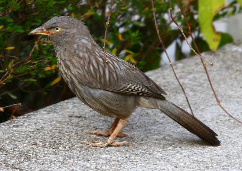 File:Jungle Babbler 20-Mar-2007 4-40-12 ver2.JPG