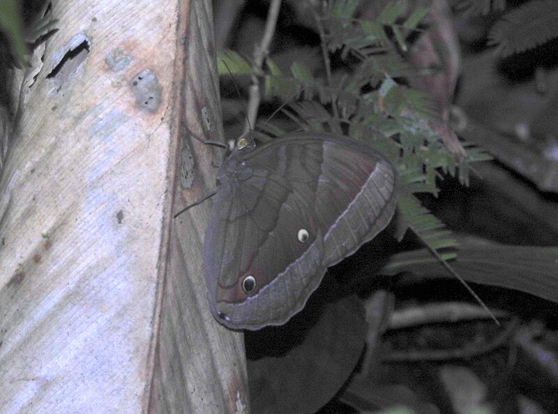 File:Jungle Glory Thaumantis diores Namdapha Arunachal Pradesh 02.jpg