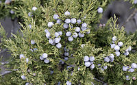 Juniper berries - Ardıç tohumları 01.jpg