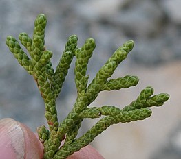 Foliage, Tahoe Rim Trail, California