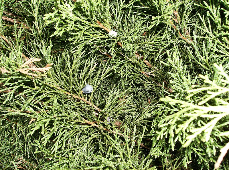 File:Juniperus sabina.jpg