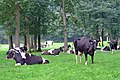 landschap in de directe omgeving van Junne