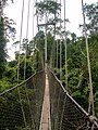 * Nomination: Canopy walk through the tropical rainforest in Kakum National Park, Ghana --MB-one 23:17, 3 June 2023 (UTC) * * Review needed