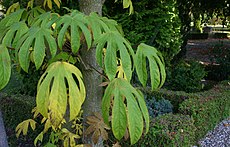 Kalopanax-pictus-leaves2.JPG