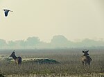 Deer in marshes and a large flying bird