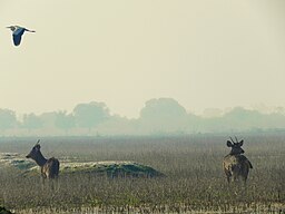 Keoladeo Ghana National Park, Bharatpur, Rajasthan, India.jpg