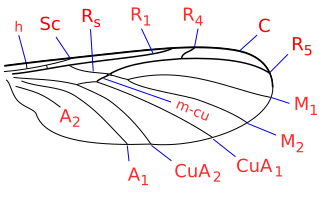 File:Keroplatidae wing veins.svg