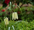 Kievitsbloem (Fritillaria meleagris). Zeer zeldzaam en in Nederland wettelijk beschermd bolgewas.