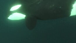 Bestand:Killer whales swimming in the wild.webm