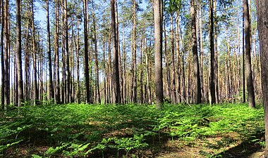 Ett tätt bestånd Lägg märke till de höga, upptättstående stjälkar, som uppbär bladskivorna