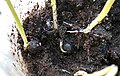 Koelreuteria paniculata - roots, stems and seeds, 1.jpg
