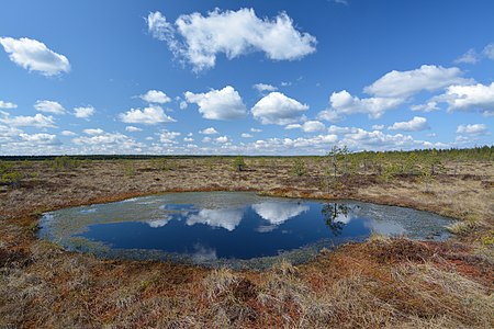 Precipitation accumulates in many bogs, forming bog pools, such as Koitjärve bog in Estonia.