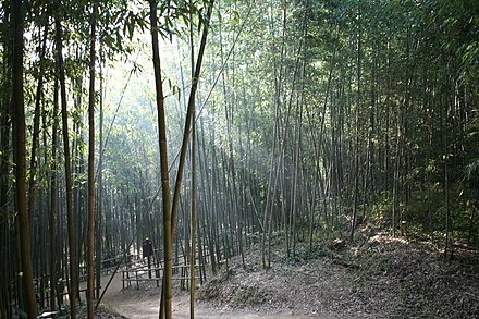 Juknokwon Bamboo Garden