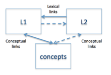 According to the RHM, lexical associations from L2 to L1 are stronger than that of L1 to L2. While the link from L1 to conceptual memory is stronger than the link from L2 to conceptual memory, the two conceptual links are nevertheless bidirectional. Kroll & Stewart's RHM Model.png