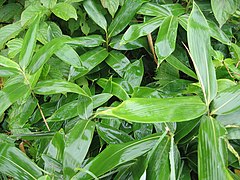 Palú grasses typical of the understory of forests in northern and western Mák’ai.