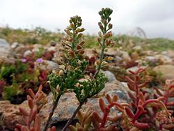 LEPIDIUM HIRTUM - SÒBOL - IB-795 (Morritort).jpg