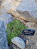 Miniatuur voor Bestand:LG Globularia cordifolia.jpg