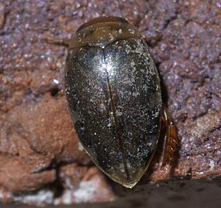 <i>Laccophilus proximus</i> Species of beetle