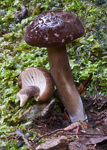 Lactifluus wirrabara Lactifluus wirrabara 40138.jpg