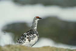 Alpenschneehuhn in Alaska