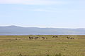 Laika ac Lake Nakuru National Park (6693377621).jpg