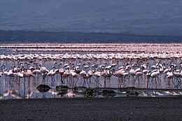 LakeBogoria.jpg