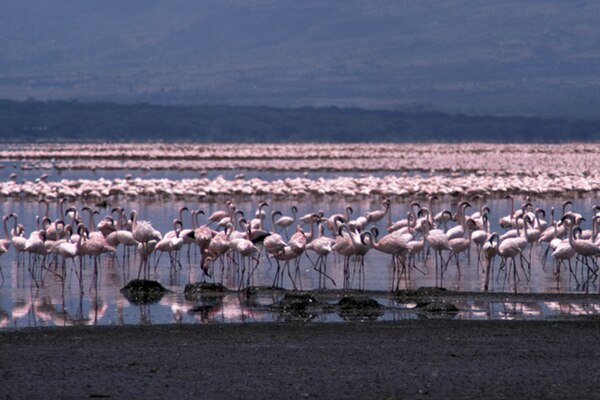 Lake Bogoria