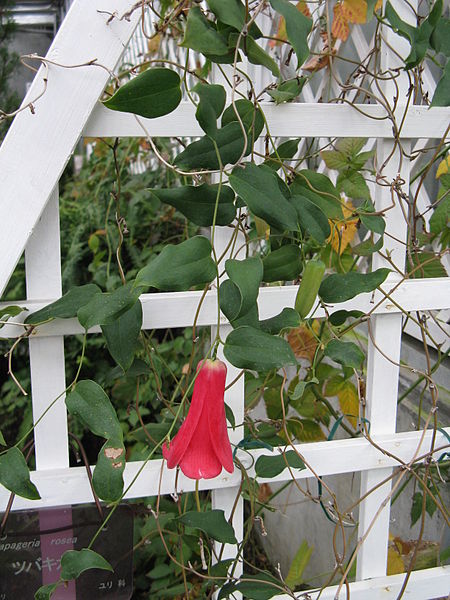 File:Lapageria rosea2.jpg