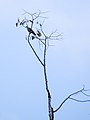 Large Green Pigeon (15003216736).jpg