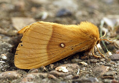 Bombyx du chêne