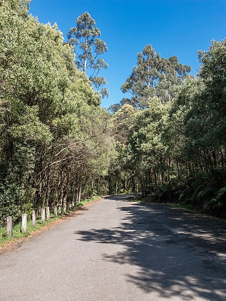 File:Lavers Hill (AU), Melba Gully State Park -- 2019 -- 112458.jpg