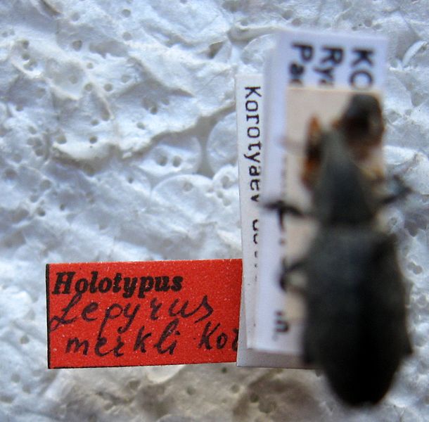 File:Lepyrus merkli 4 Holotype label.jpg