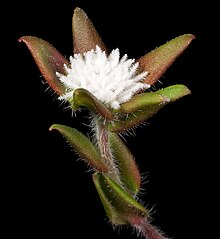 Leucopogon plumuliflorus - Flickr - Кевин Тиле (1) .jpg