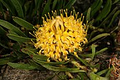 Leucospermum hypophyllocarpodendron subsp. гипогиллокарподендрон 1DS-II 1-C4947.jpg