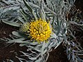 Thumbnail for Leucospermum tomentosum