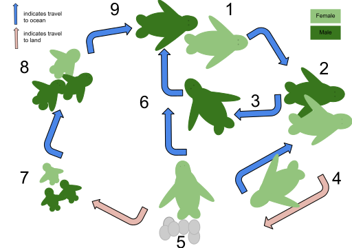 File:Life Cycle of a Sea Turtle.svg