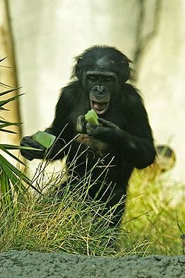Lightmatter chimpanzee2.jpg