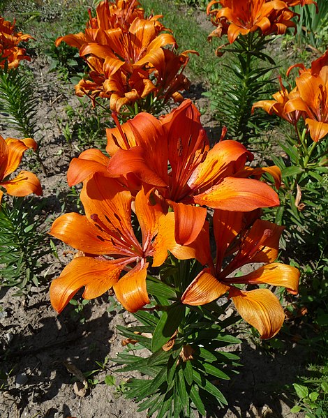 File:Lilium cultivar 2010 G1.jpg