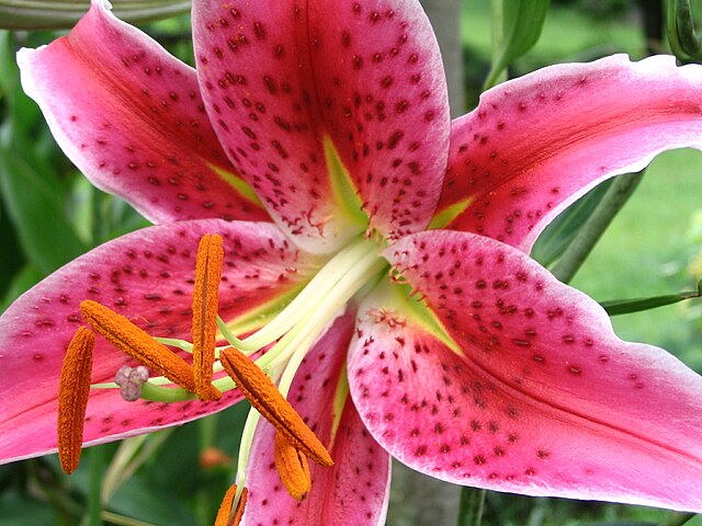 Lámina Botánica Lilium Stargazer