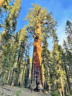 Lincoln tree in Sequoia National Park, the 4th largest tree in the world (June 2022). Lincoln Tree in Sequoia National Park, California - June 2022.jpg