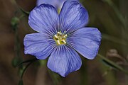 Linum lewisii flower close up