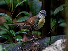 Liosceles thoracicus Rusty-belted Tapaculo; Amazonia National Park, Itaituba, Para, Brazil (cropped).jpg