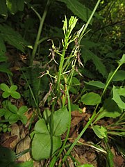 花色に変異がある。