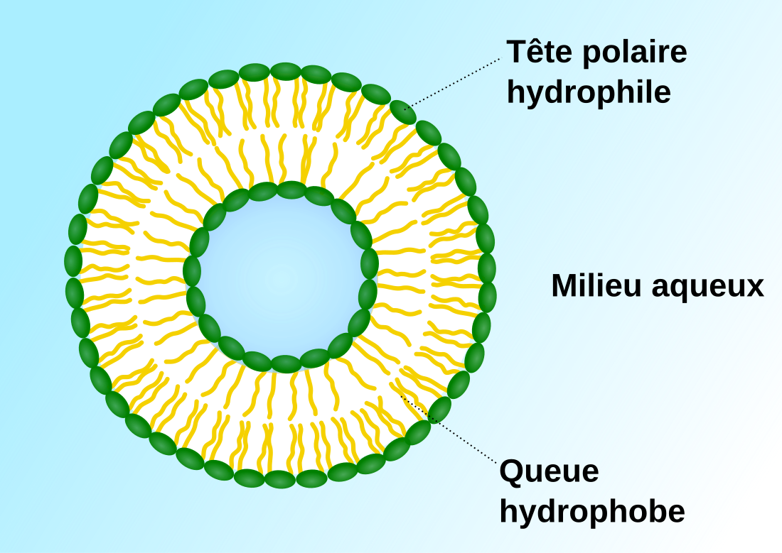 Vésicule (biologie)