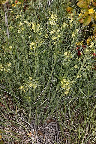 <i>Lithospermum ruderale</i> Species of flowering plant in the borage family Boraginaceae