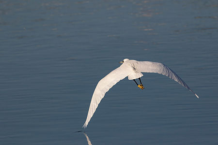 Little egret flighting over Yamato River in Sakai, Osaka.