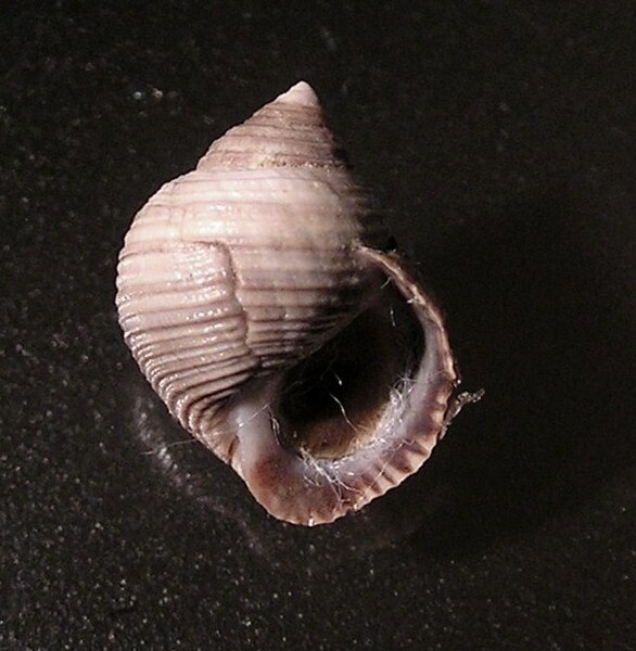 File:Littorina saxatilis 002.jpg